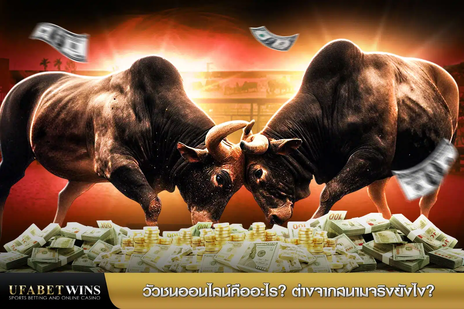 วัวชน