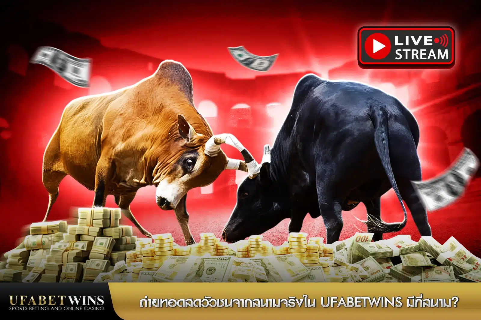 วัวชน